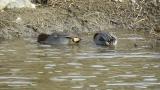 Foraging Green-Winged Teal with Eurasian Teal