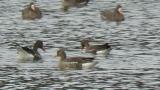 Foraging Lesser White-fronted Goose and Greater White-fronted Geese