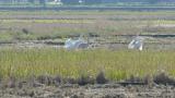 Tundra Swans calling