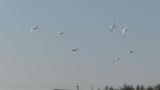 Tundra Swans in flight