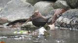 Brown Dipper, flight at the end