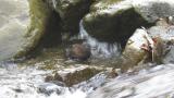 Foraging Brown Dipper
