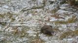 Foraging Brown Dipper