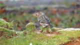 Pallas's Rosefinch, feeding