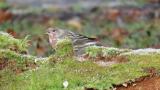 Pallas's Rosefinch, feeding with Rustic Buntings