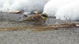 Foraging Yellow-throated Bunting