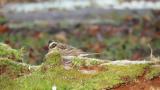 Rustic Bunting, feeding
