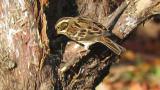 Rustic Bunting, feeding