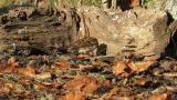 Rustic Bunting, feeding