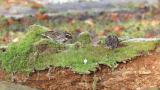 Rustic Buntings, feeding