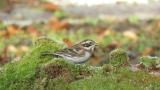 Rustic Bunting, feeding