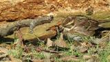 Rustic Bunting, feeding