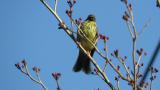 Perched Black-faced Bunting
