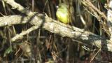 Perched Black-faced Bunting
