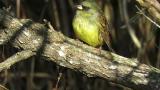 Perched Black-faced Bunting