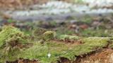 Black-faced Bunting, feeding