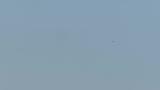 Peregrine Falcon mobbed by Common Kestrels