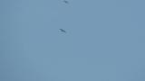 Peregrine Falcon mobbed by Common Kestrel