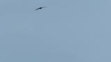 Soaring Common Kestrel