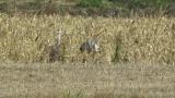 Sandhill Crane and Common Crane