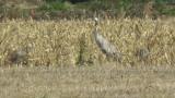 Common Crane and Sandhill Cranes took flight
