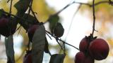 Japanese Bush Warbler eating persimmon
