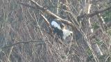 Steller's Sea Eagle, preening