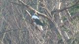 Steller's Sea Eagle, preening