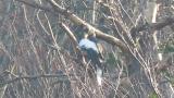 Steller's Sea Eagle, preening