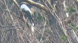 Steller's Sea Eagle, preening