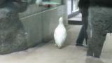 Rock Ptarmigan knocking the window