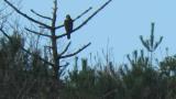 Perched Mountain Hawk-eagle