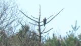 Perched Mountain Hawk-eagle, preening