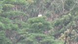 Perched Mountain Hawk-eagle
