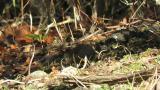 Japanese Accentor, hopping and feeding
