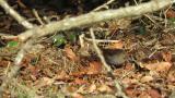 Japanese Accentor foraging on the ground