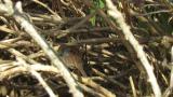 Japanese Accentor took flight