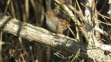 Perched Japanese Accentor
