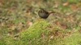 Japanese Accentor moving