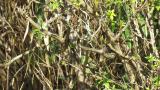 Japanese Accentor hidden in the bush
