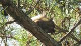 Japanese Squirrel eating pine cone