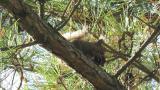 Japanese Squirrel eating pine cone