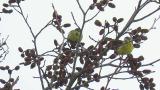 Foraging Eurasian Siskins