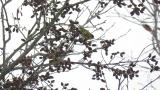 Foraging Eurasian Siskin