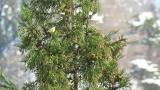 Foraging Eurasian Siskins