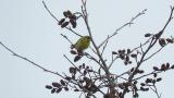 Foraging Eurasian Siskins