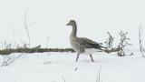 Foraging Greylag Goose