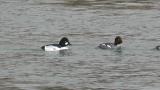 Common Goldeneyes