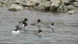 Common Goldeneyes