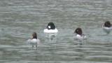 Common Goldeneyes, mild courtship display